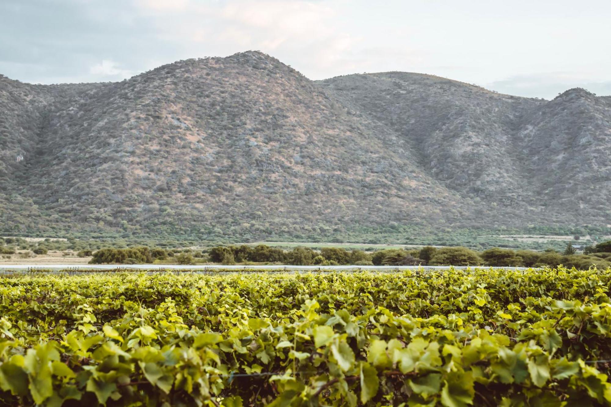 Otavi Vineyards Self-Catering & Camping Eksteriør billede